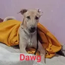 wilddawgs