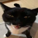 not_jack2