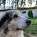 whynotdogie