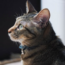 新生猫