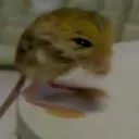 catachino_cat