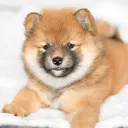 hachiko9244