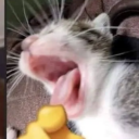 avatar 𝐼𝓃𝑒𝓍𝒾𝓈   🪵🪽