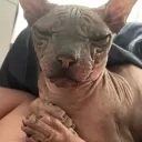nibovid