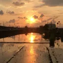 xiangcaoshanyao