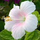 posank