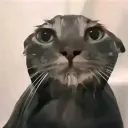 Аватар cat_rad10191091