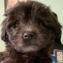 the_bestcaravan avatar