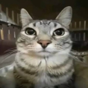 avatar 𝐂𝐢𝐩𝐮𝐡𝐚