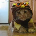 elitewl