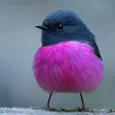 pink_robin
