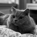 avatar 𝚓𝚎𝚜𝚜𝚒