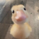 avatar quacker