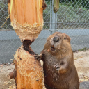 avatar DaBiggestBeav