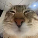 immalikamii