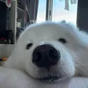 yaoyao8246