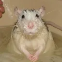 lucky_cheese