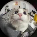 izziinside