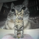 avatar Шинтикус