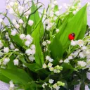 landyshocheck777 avatar