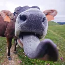 moooo__