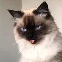 .narpsy