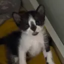 notcat9
