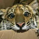 avatar Ari