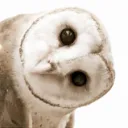 lewciidd