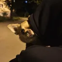 Аватар nikita_pups