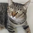 mr.avalon