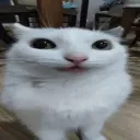 wholelotofslatt