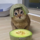 avatar ✦𝐌𝐄𝐋𝐎𝐍