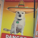 avatar Sombrero Dog