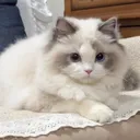 orangeteacat