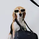 beagleyangpoon
