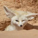 skil3rek