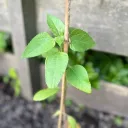 maplesyrupzz