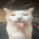 f1mastgd