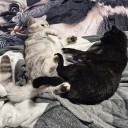 avatar Uninteressant