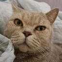 Аватар nikeson29961