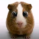 seroptop