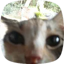 noranekoidk