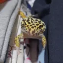 1stgecko avatar