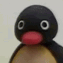 pingoboiii