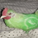 avatar scotland forever.