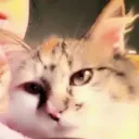 donnatalk