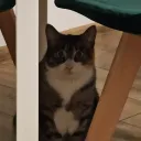 pracapraca.