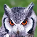 singowl