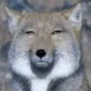 supuchiya
